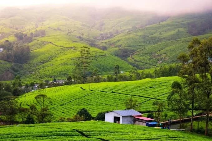 Munnar Kerala Staycation