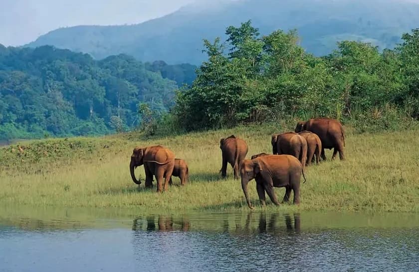 Thekkady Kerala Staycation